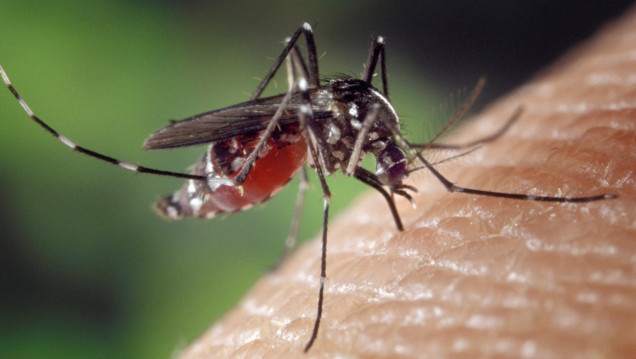 imagen Establecen conexión entre el virus Zika y el síndrome Guillain-Barré