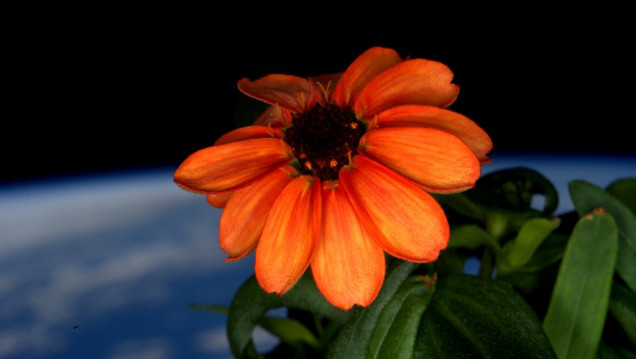 imagen Una flor en el espacio