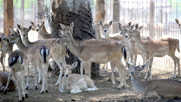 imagen Rematarán animales del Zoo para disminuir la superpoblación