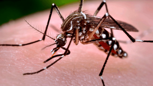 imagen China: primer caso "importado" de Zika 
